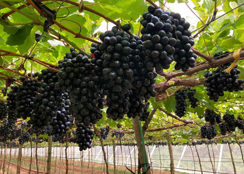 Jam grapes from Brazil offer incremental sales opportunities The Packer